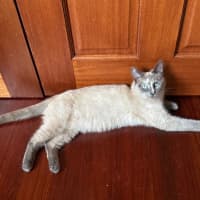 Photo of Bluebelle 