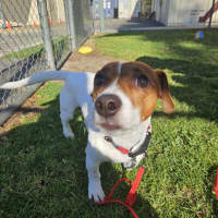 Photo of Patch