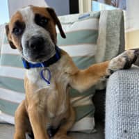 Photo of Oscar   10 Week Old Cattle Dog X Mastiff (Trial)