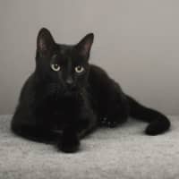 Photo of Atlas