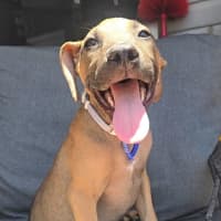 Photo of Theodore   16 Week Old Mixed Breed (Trial)