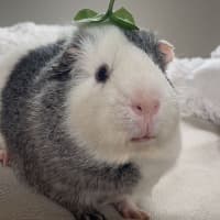 Photo of Herbert