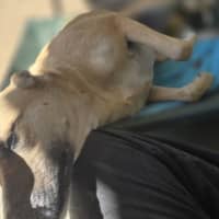 Photo of Zena