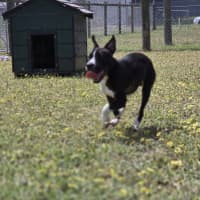 Photo of Johnny Cash