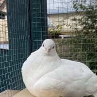 Photo of Tofu