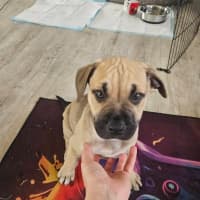 Photo of Driftwood Dozer