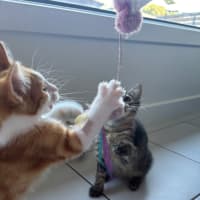 Photo of Pom Pom Meet Me @Petstock Mornington Nepean Hwy 