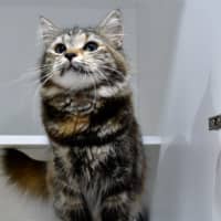 Photo of Tika Meowsala