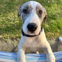 Photo of Honey Queen