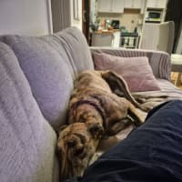 Photo of Fruity, The Tiny Greyhound