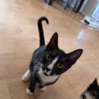 Photo of Apollo