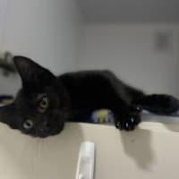 Photo of Loki