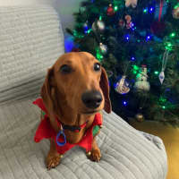 Photo of George   1 Year Old Miniature Dachshund (Trial 25/