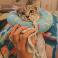 Photo of Judy Garland