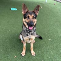 Photo of Moxie