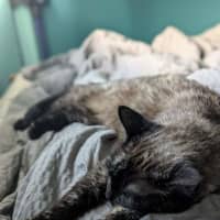 Photo of Sheeba