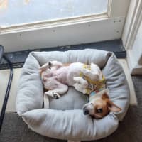 Photo of Dizzy