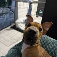 Photo of Scrappy Doo