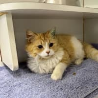 Photo of Pickle
