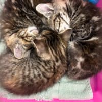Photo of Nutmeg