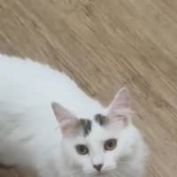 Photo of Pumpkin   Now Available At Pet Quarters Broadmeado