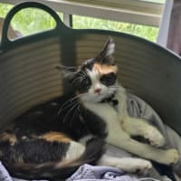 Photo of Mochi