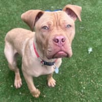 Photo of Bruce Bogtrotter