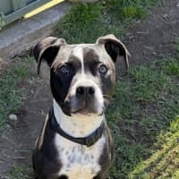 Photo of Snoop