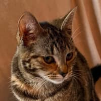 Photo of Natasha   In Foster Care In Templestowe