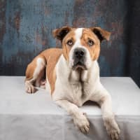 Photo of Winston