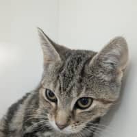 Photo of 🥪 Jaffle 6989 🥪