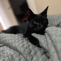 Photo of Dexter