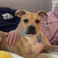 Photo of Buster   8 Month Old Staffy X Shar Pei