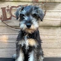 Photo of Tizzee