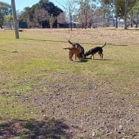 Photo of Sheba