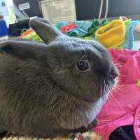 Photo of Mao Mao (Bonded With Tofu)