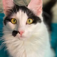 Photo of Kismet
