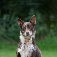 Photo of Bindi
