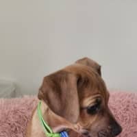 Photo of Paisley   5 Month Old Kelpie X Jack Russell