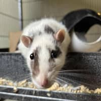 Photo of Galaxy & Apollo