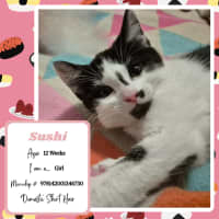 Photo of Sushi
