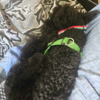 Photo of Angus 