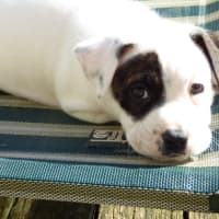 Photo of Tilli/Scout