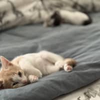 Photo of Preston And Brianna   9 Week Old Dsh