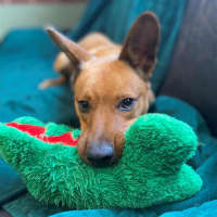 Photo of Dingo