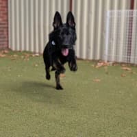 Photo of Bramble