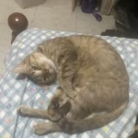 Photo of Honey
