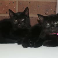 Photo of Soot