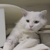 Photo of 🌲 Birch 6413 🌲