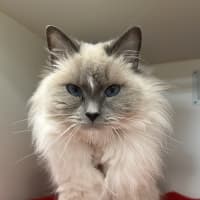 Photo of Lulu